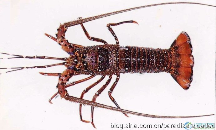 【盐焗大龙虾】大味化简,盐之有理;附:识别龙虾方法 【盐焗大龙虾】大味化简,盐之有理;附:识别龙虾方法