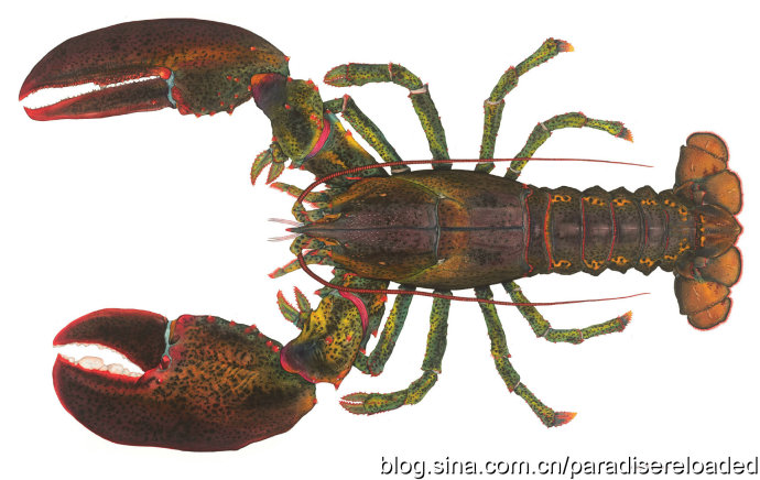 【盐焗大龙虾】大味化简,盐之有理;附:识别龙虾方法 【盐焗大龙虾】大味化简,盐之有理;附:识别龙虾方法